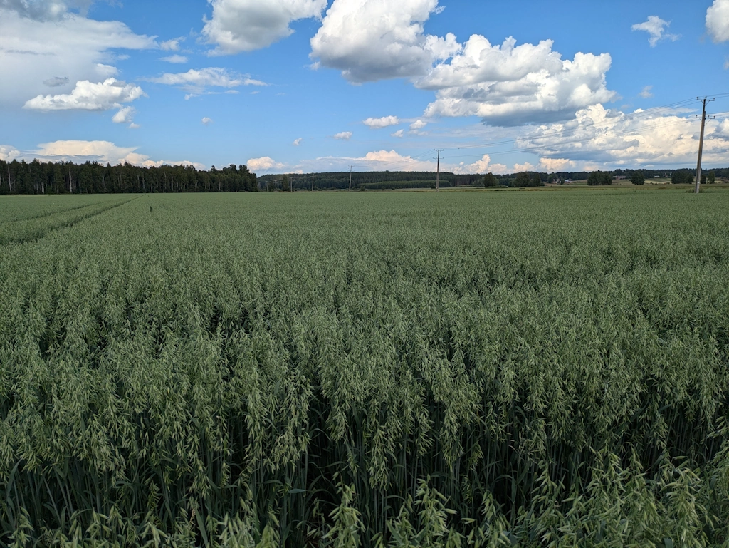 BOR Leena1 Tutustu siemenvalikoimaan - Kaurat