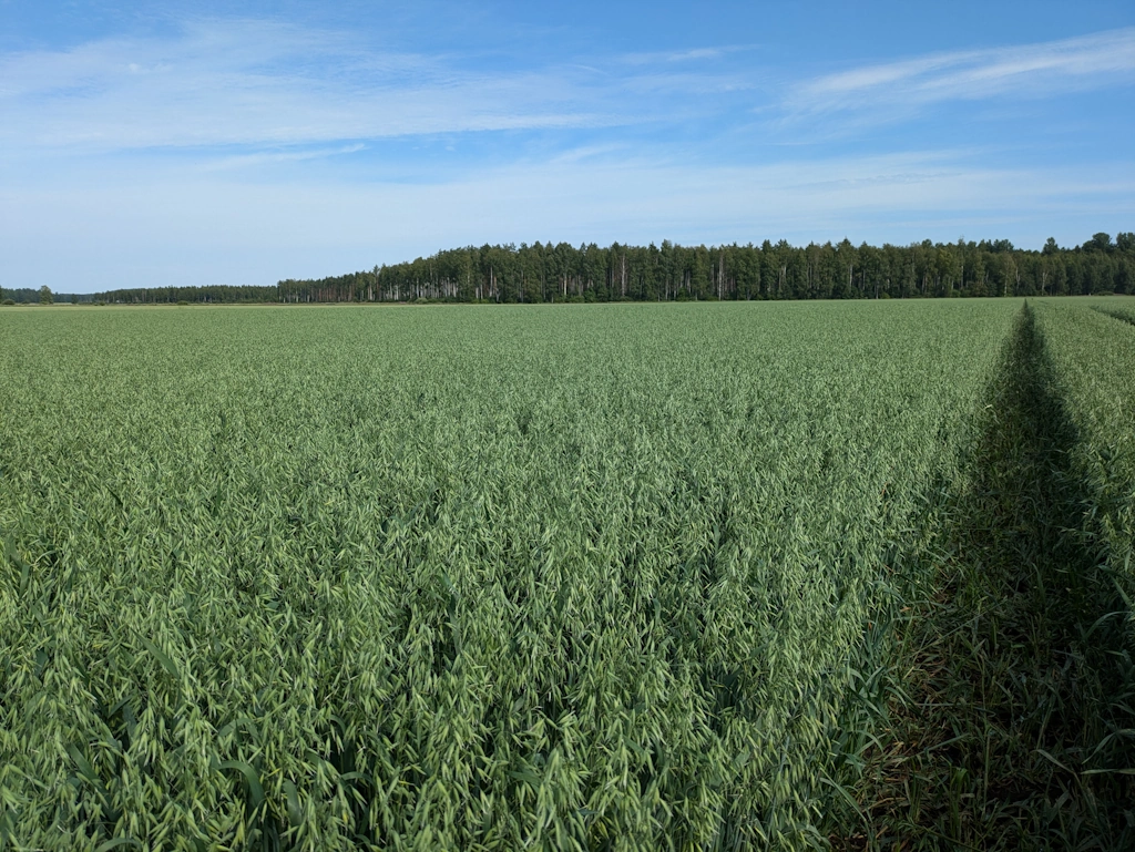 BOR Leena -kauralajikkeen vihreä kasvusto pellolla