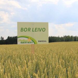 BOR Leivo -syysvehnän kasvusto pellolla
