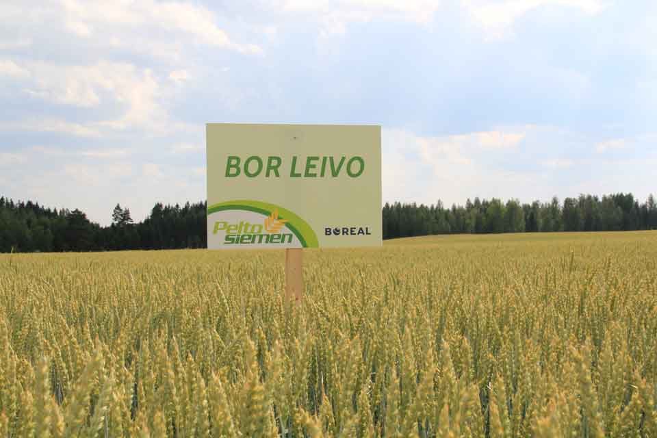 Bor Leivo BOR Leivo -syysvehnän kasvusto pellolla