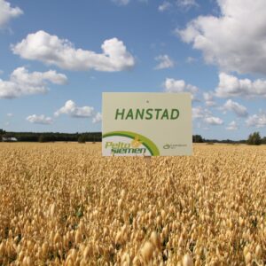 Hanstad-kauralajikkeen kypsä kasvusto pellolla