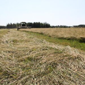 Inkeri-nurminatan korjattua kasvustoa pellolla