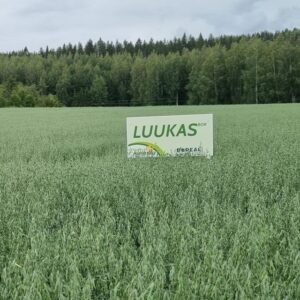 Luukas-kauralajikkeen vihreä kasvusto pellolla