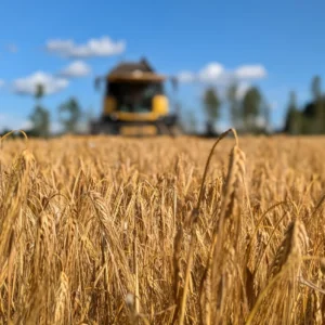 Kypsää ohraa pellolla ja leikkuupuimuri taustalla