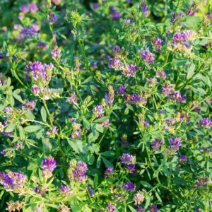 Kukkiva sinimailaskasvusto violetinsinisine kukkineen
