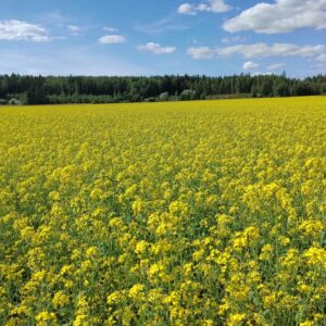 Synthia-kevätrypsin kukkiva kasvusto pellolla