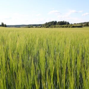 KWS Thalis -ohralajikkeen vihreä kasvusto pellolla