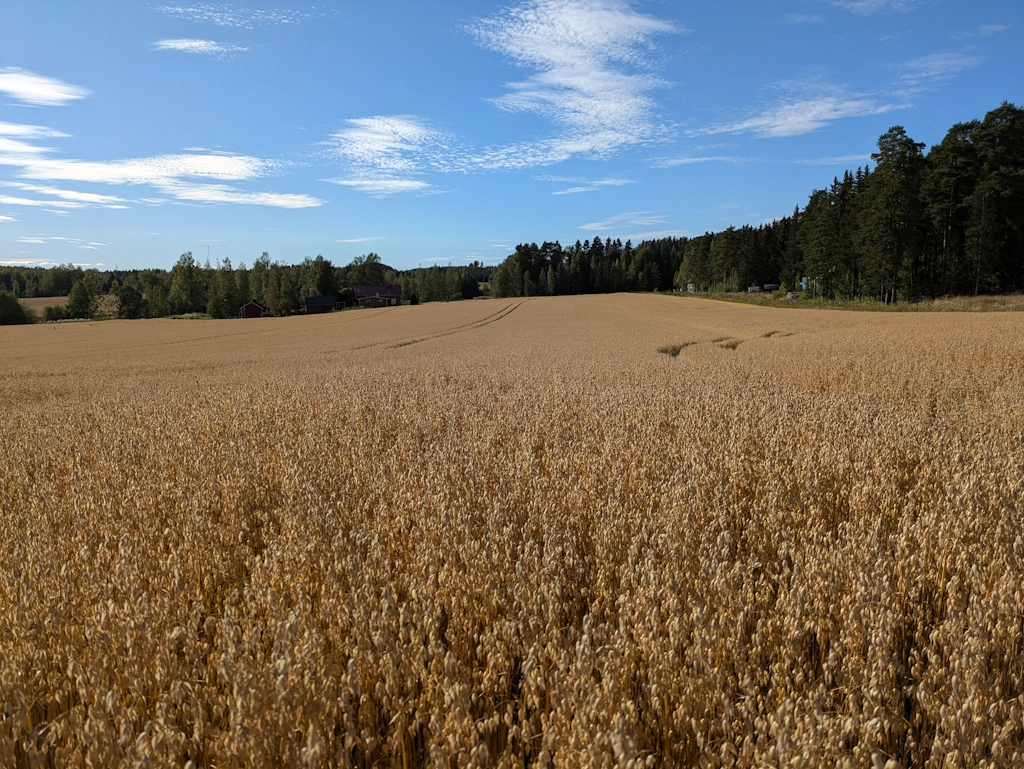 Vahva-kauralajikkeen kypsä kasvusto pellolla
