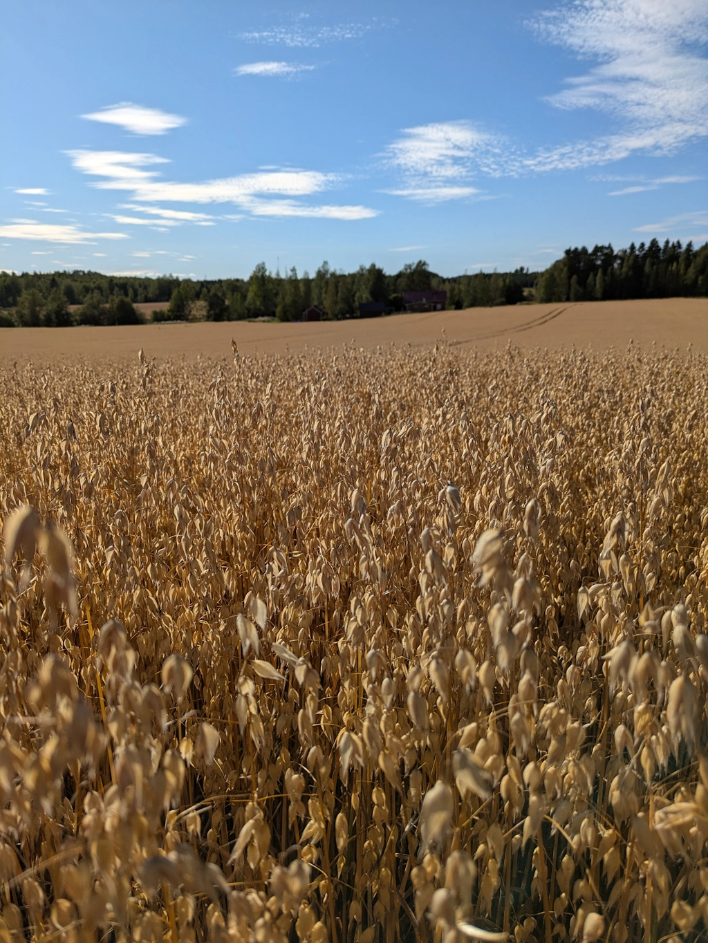 Kypsä kaurakasvusto pellolla sinisen taivaan alla
