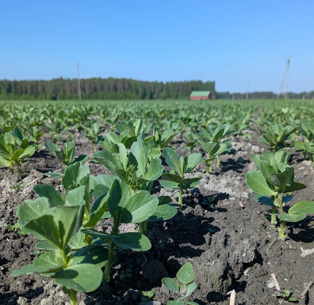 Nuori härkäpapukasvusto pellolla aurinkoisena päivänä