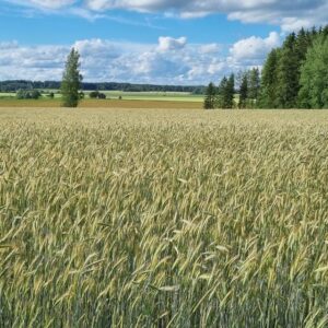 Dankowskie Granat -syysrukiin kasvusto pellolla
